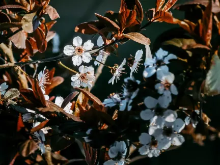 Glimmer Casino Mobil App